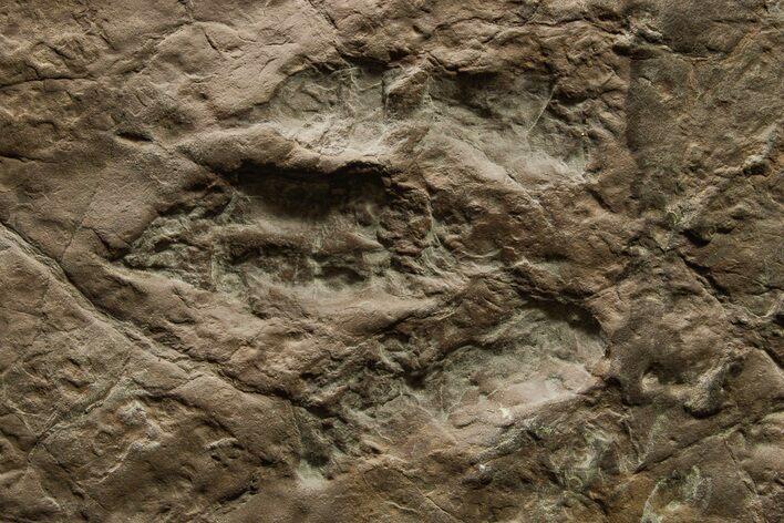Jurassic Theropod Dinosaur (Eubrontes) Track - Massachusetts #383424